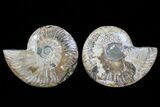 Cut & Polished Ammonite Fossil - Agatized #72924-1